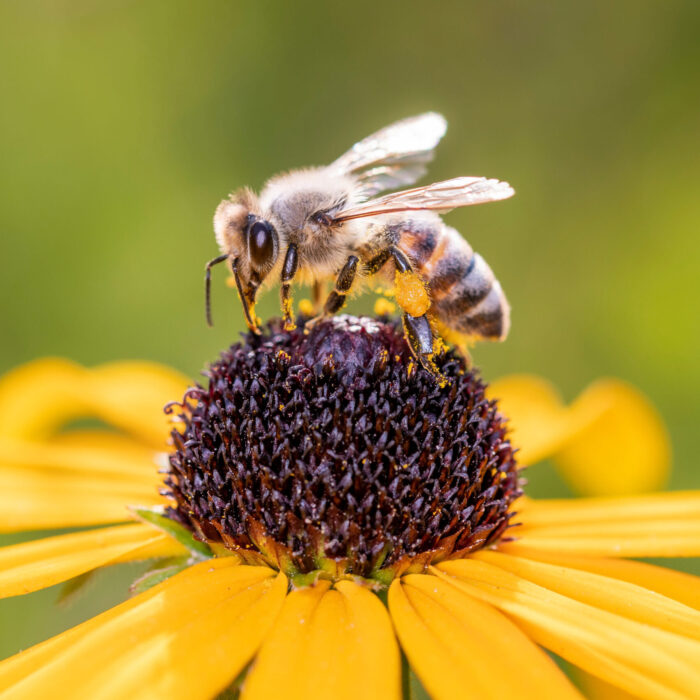 image of a bee on a flower