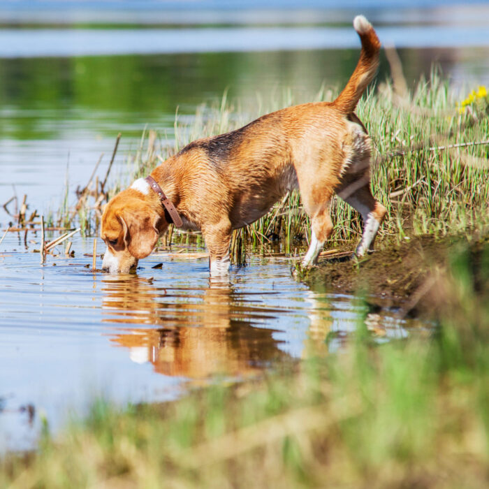 image of dog drinking from a lake