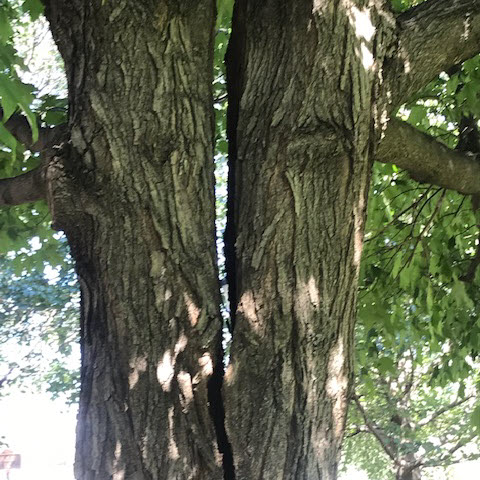 image of a split tree